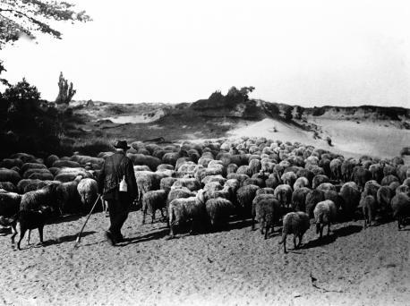 Mensch, Hund und Schaf. So harmonisch es hier auch aussieht, vor Seuchen waren alle drei nicht gefeit. Das Foto wurde in den 1930ern oder frühen 40ern von dem Lingener Fotografen Clemens Korte aufgenommen.