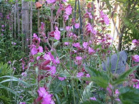 Naturgarten; Lila Blüten; grün