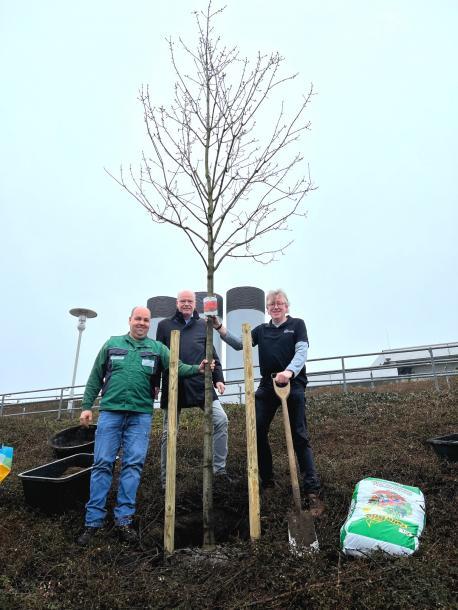 Einpflanzung des Gewinnerbaumes mit v.l.n.r. Moritz Cramer (Gartenbauarchitekt BUTEN), Hr. Dr. Ralf Büring (Geschäftsführer Wirtschaftsbetriebe Lingen GmbH) & Heinz Gossling (Badleiter Linus Lingen)
