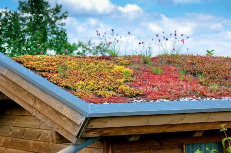 Förderung von Naturoasen auf dem Dach.