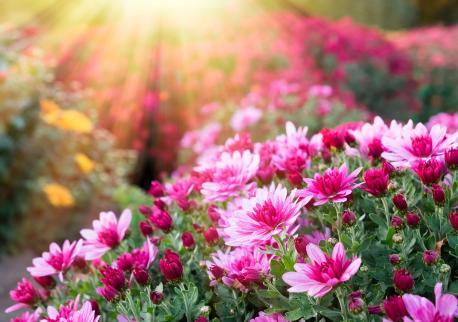 Rosa Chrysantheme blüht am sonnigen Tag im Sonnenlicht.