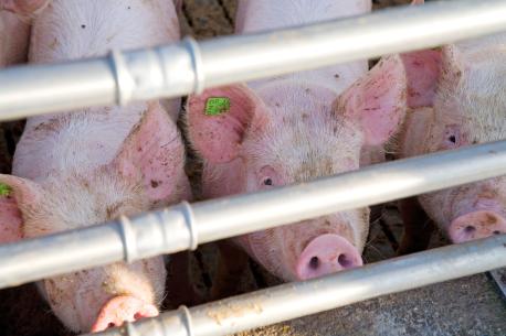 Schweinestall