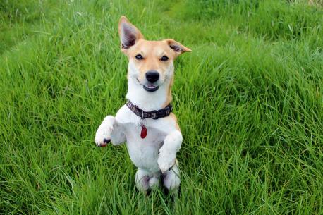 Jack Russell Terrier auf grüner Wiese