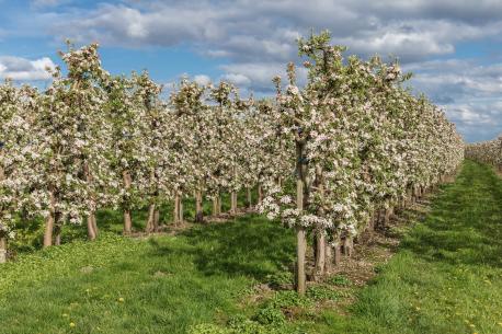 Das Bild zeigt blühende Obstbäume auf grünem Rasen.