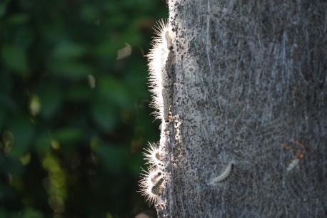 Nahaufnahme von Eichenprozessionsspinnern an einem Baum