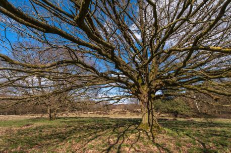 Emswiesen bei Biene; großer Baum ohne Blätter im Mittelpunkt des Bildes 