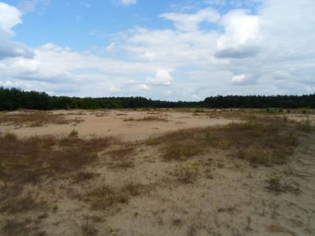 Sandtrockenrasen auf Binnendünen