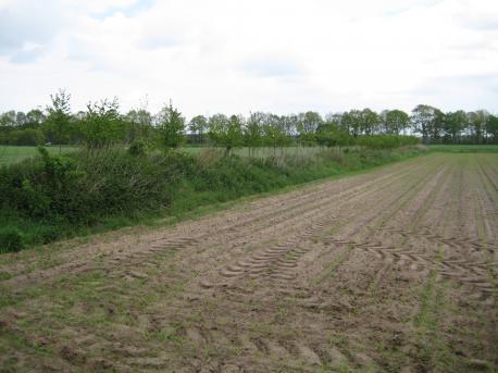 Wallhecke; vorne sandiges Feld; hinten grüne Wiesen und Bäume